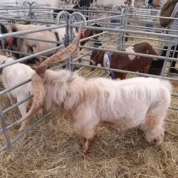Museum of Lysá nad Labem - Lysá nad Labem