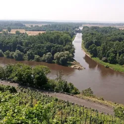 Melnicke Vinice Vineyard - Melnik