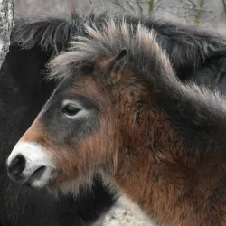 Milovice Nature Reserve - Milovice
