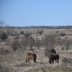 Milovice Nature Reserve - Milovice