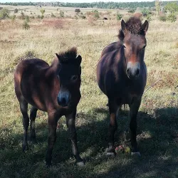 Milovice Nature Reserve - Milovice