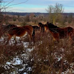 Milovice Nature Reserve - Milovice