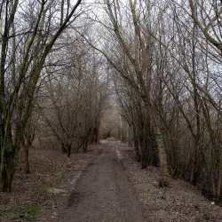 Pond near Milovice - Milovice