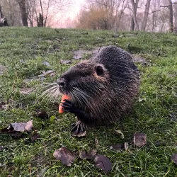 Pond near Milovice - Milovice