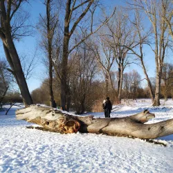 Pond near Milovice - Milovice