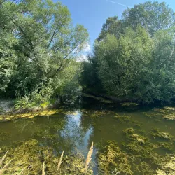 Pond near Milovice - Milovice
