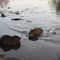 Pond near Milovice - Milovice