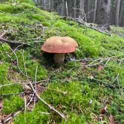 Brdy Hills Nature Reserve - Mníšek pod Brdy