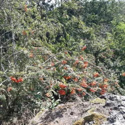 Kozí Hřbety Hiking Trail - Mníšek pod Brdy