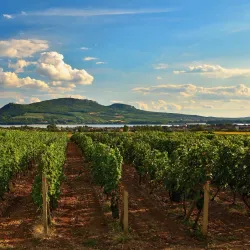 Traditional Moravian Wine Cellars - Modrice