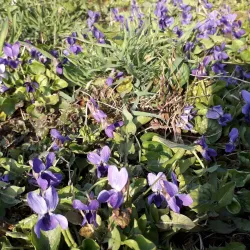 Nature Trails around Moravany u Holic - Moravany u Holic