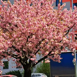 Nachod Town Square - Nachod