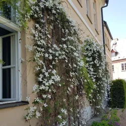 Piarist Monastery and Church - Novy Jicin