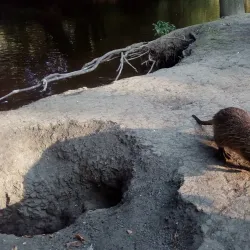 Nymburk Town Walls and Gates - Nymburk