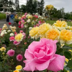 Botanical Garden of Olomouc - Olomouc