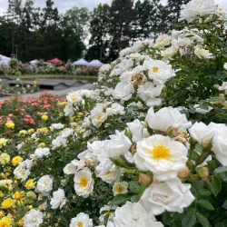 Botanical Garden of Olomouc - Olomouc