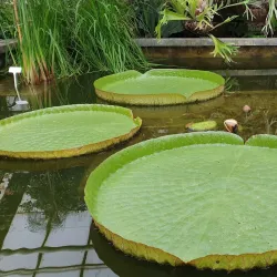 Botanical Garden of Palacký University - Olomouc