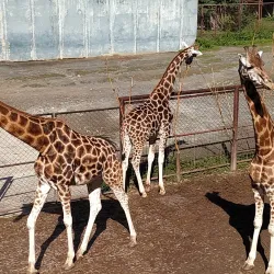 Olomouc Zoo - Olomouc