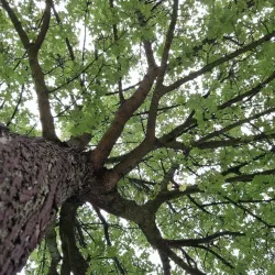 Opava City Park (Městský park) - Opava