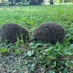 Opava City Park (Městský park) - Opava