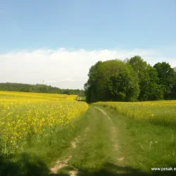 Silesian Museum - Opava