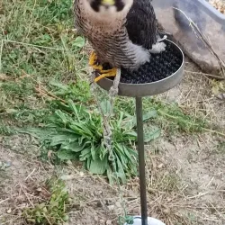 Cultural House Orlová - Orlová