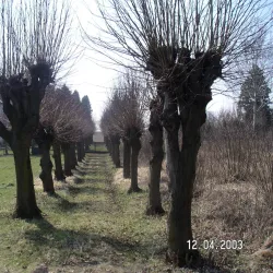 Osoblaha Town Square - Osoblaha