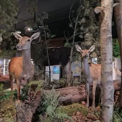 South Bohemian Museum in Pisek - Pisek