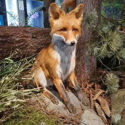 South Bohemian Museum in Pisek - Pisek