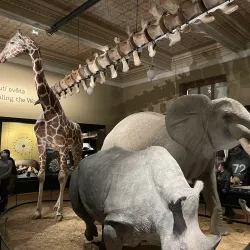 National Museum - Prague