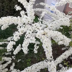 Roztoky Town Square - Roztoky