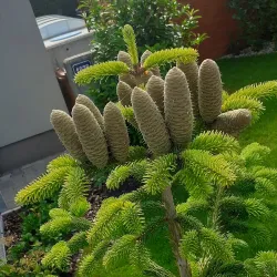 Roztoky Town Square - Roztoky