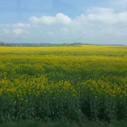 Roztoky Town Square - Roztoky