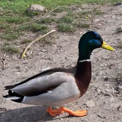 Vltava River Walks - Roztoky