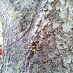 Community Garden - Rudná