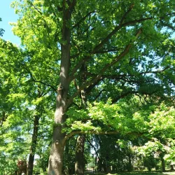 Rychnov nad Kněžnou Park - Rychnov nad Kněžnou