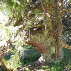 Jeseníky Mountains - Rymarov