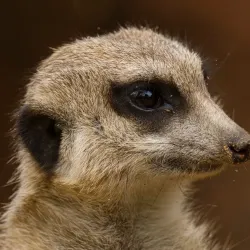 Brno Zoo - Slapanice
