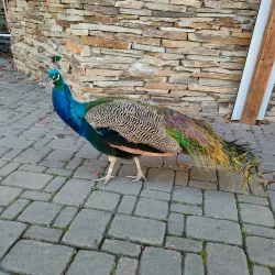 Brno Zoo - Slapanice