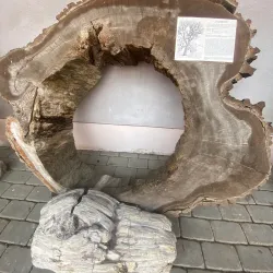 Sokolov Castle - Sokolov