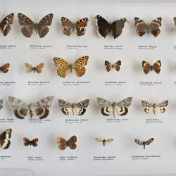 Šumperk Museum - Sumperk