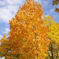 Park Pod Zámkem - Trinec
