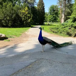 Smetana Park - Vysoké Mýto
