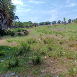 Cultural Festivals - Banana