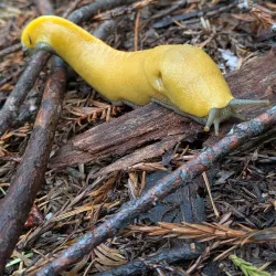 Nearby Nature Reserves - Banana