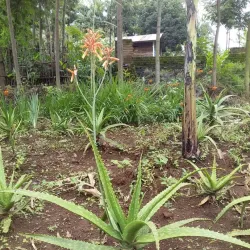 Bukavu Botanical Gardens - Bukavu