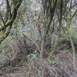 Mount Kahuzi - Bukavu