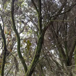 Mount Kahuzi - Bukavu