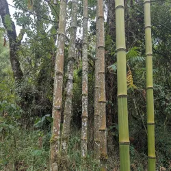 Mount Kahuzi - Bukavu