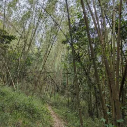 Mount Kahuzi - Bukavu